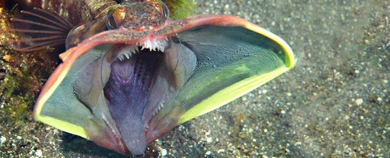 10 تا از ترسناک ترین ماهی های اعماق اقیانوس - موجودات دریاهای عمیق حقایق ترسناک