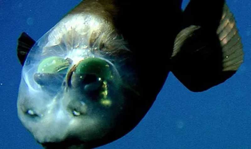 10 تا از ترسناکترین ماهی های اعماق اقیانوس ( قسمت دوم ) حقایق جالب