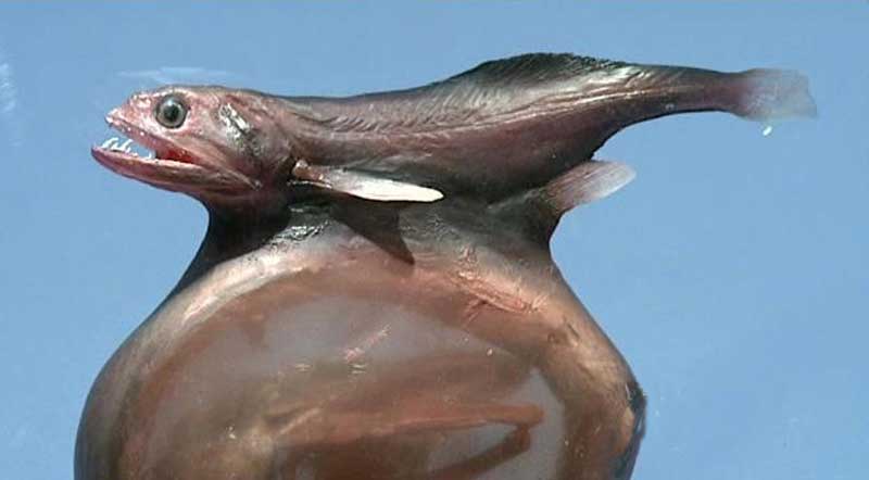 10 تا از ترسناکترین ماهی های اعماق اقیانوس ( قسمت دوم ) حقایق جالب