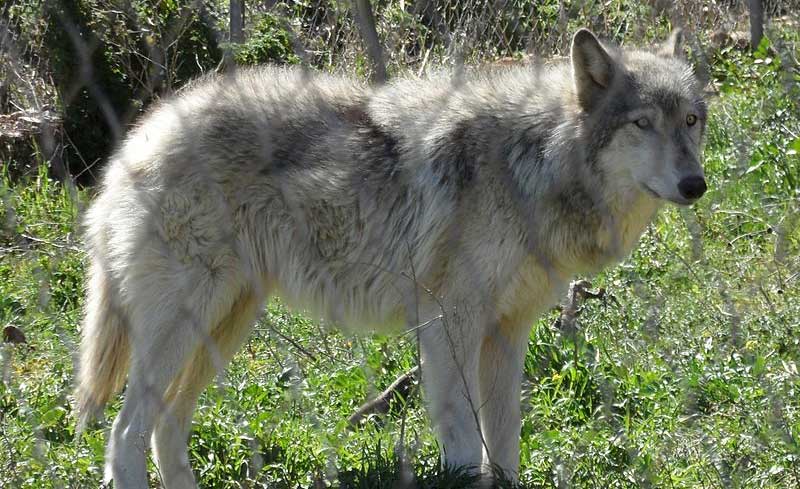 10 تا از گونه های عجیب ترین حیوانات ترکیبی - حقایق جالب از جانداران ترکیبی واقعی