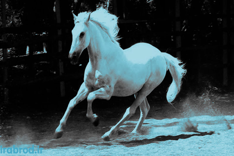 آموزش گام به گام طراحی اسب به صورت بسیار ساده با مداد سیاه + تصویر هر قدم آموزش گام به گام طراحی اسب به صورت بسیار ساده با مداد سیاه + تصویر هر قدم